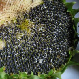 Backyard Foraging Image